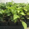 Passiflora Edulis - Red Rover - Edible Purple Passion Fruit Plant - Image 3