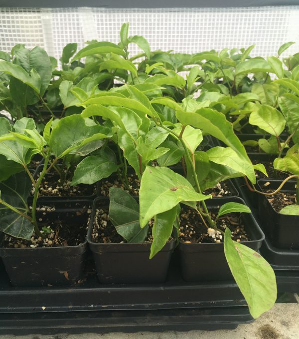 Passiflora Edulis - Red Rover - Edible Purple Passion Fruit Plant - Image 3