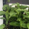Passiflora Edulis - Frederick - Edible Purple Passion Fruit Plant - Image 2