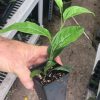 Passiflora Edulis - Frederick - Edible Purple Passion Fruit Plant - Image 4