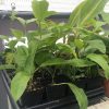 Passiflora Edulis - Frederick - Edible Purple Passion Fruit Plant - Image 5