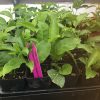 Passiflora Edulis - Possum Purple - Edible Purple Passion Fruit Plant - Image 2
