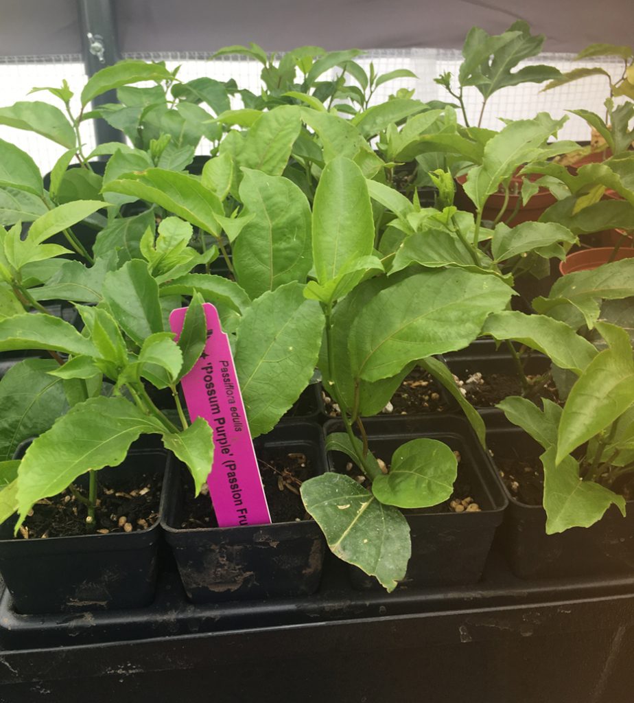 Passiflora Edulis Possum Purple Edible Purple Passion Fruit Plant