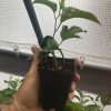 Passiflora Edulis - Red Rover - Edible Purple Passion Fruit Plant - Image 5
