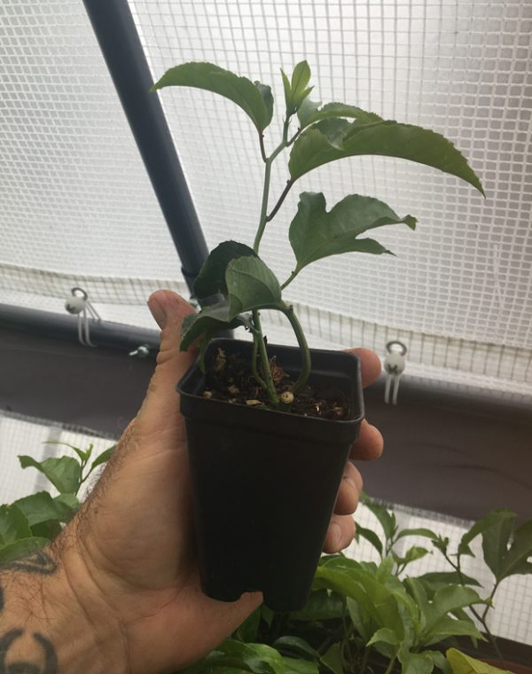 Passiflora Edulis - Red Rover - Edible Purple Passion Fruit Plant - Image 5