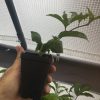 Passiflora Edulis - Red Rover - Edible Purple Passion Fruit Plant - Image 2