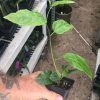 Passiflora Edulis - Frederick - Edible Purple Passion Fruit Plant - Image 3