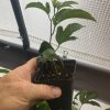 Passiflora Edulis - Red Rover - Edible Purple Passion Fruit Plant - Image 8