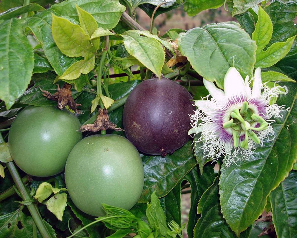 Passiflora Edulis Possum Purple Edible Purple Passion Fruit Plant