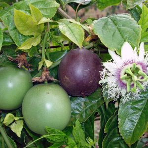 Passiflora Edulis Possum Purple