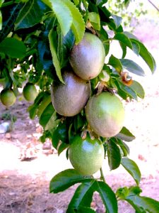 Passiflora Edulis Frederick