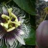 Passiflora Edulis Possum Purple