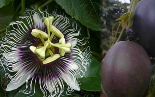 Passiflora Edulis Possum Purple