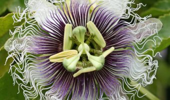 Passiflorqa Edulis Frederick