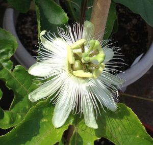 Passiflora Edulis Alba