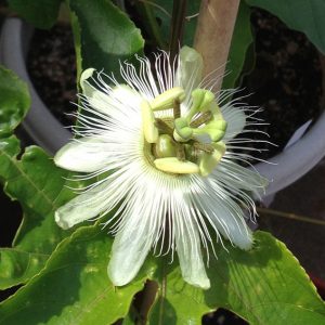 Passiflora Edulis Alba