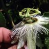 Passiflora Edulis Alba