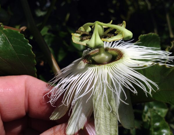 Passiflora Edulis Alba