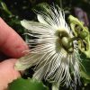 Passiflora Edulis Alba