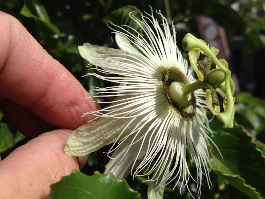 Passiflora Edulis “Alba” Albino or White Passiflora Passion Flower