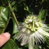 Passiflora Edulis Alba