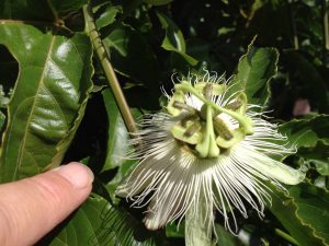 Passiflora Edulis Alba