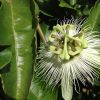 Passiflora Edulis Alba