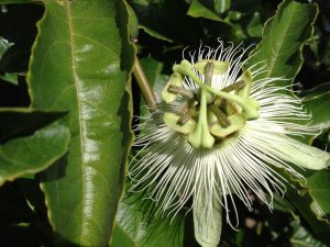 Passiflora Edulis Alba