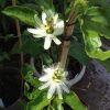 Passiflora Edulis Alba