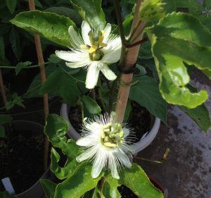 Passiflora Edulis Alba