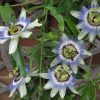 Blue Caerulea