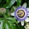 Blue Caerulea