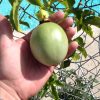 Passiflora Edulis - Frederick - Edible Purple Passion Fruit Plant - Image 6