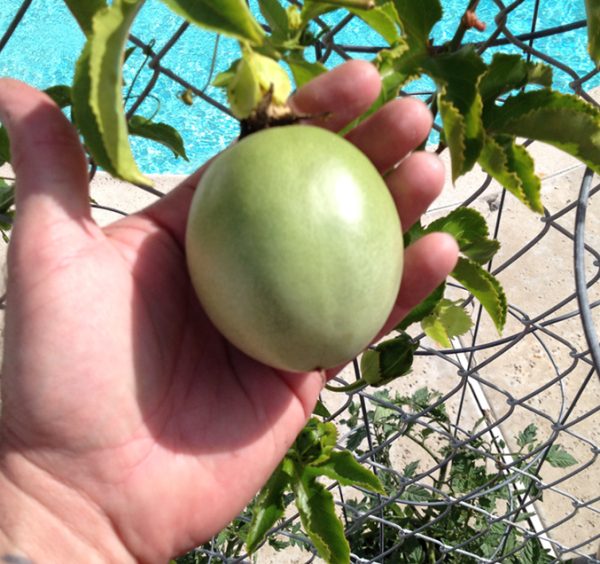 Passiflora Edulis - Frederick - Edible Purple Passion Fruit Plant - Image 6