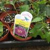 Passiflora Incense