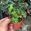 Passiflora Incense