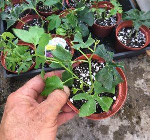 Passiflora Incense