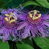 Passiflora Incense
