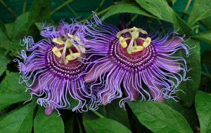 Passiflora Incense