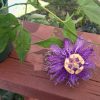Passiflora Incense