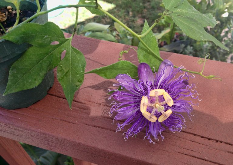 Passiflora Incense Ornamental Passion Flower Vine Passion Flower Vines