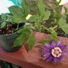 Passiflora Incense