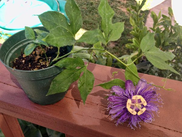 Passiflora Incense