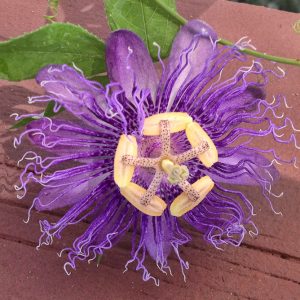 Passiflora Incense