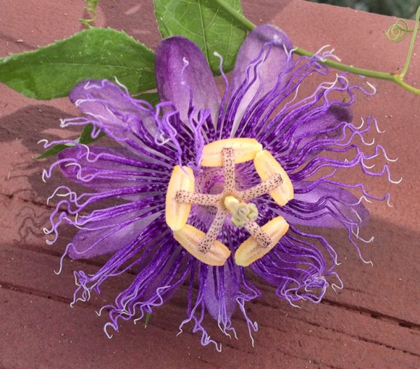 Passiflora Incense