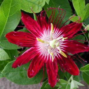 Passiflora Lady Margaret