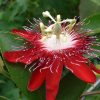 Passiflora Lady Margaret