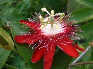 Passiflora Lady Margaret