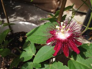 Passiflora Lady Margaret