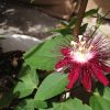 Passiflora Lady Margaret